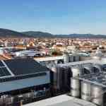 El Progreso podría terminar la vendimia durante la próxima semana de octubre