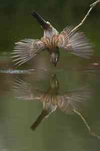 Fallado el 11º Concurso Internacional de Fotografía sobre Humedales, con ganadores de Huesca, Ciudad Real y Villarrubia de los Ojos