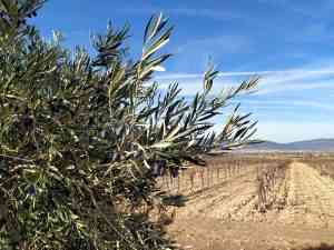La cooperativa El Progreso lanza al mercado su novedoso Viña Xétar Verdejo 0.0 desalcoholizado