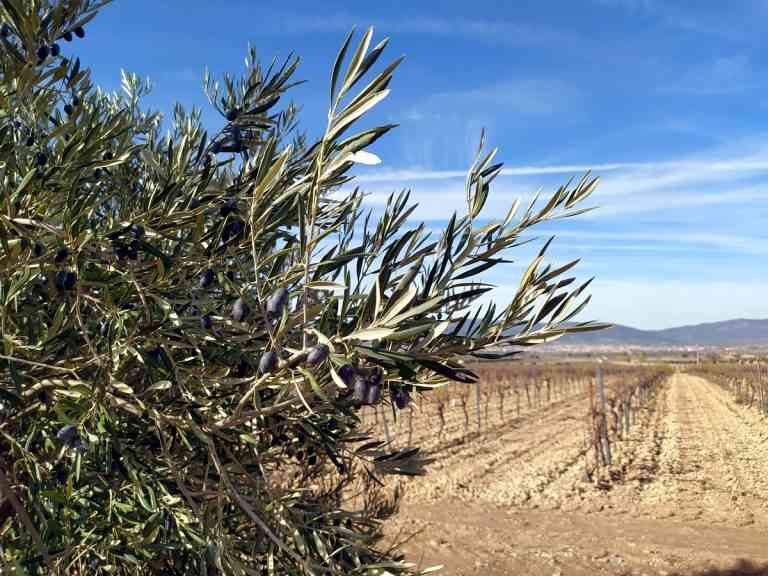 La cooperativa El Progreso lanza al mercado su novedoso Viña Xétar Verdejo 0.0 desalcoholizado