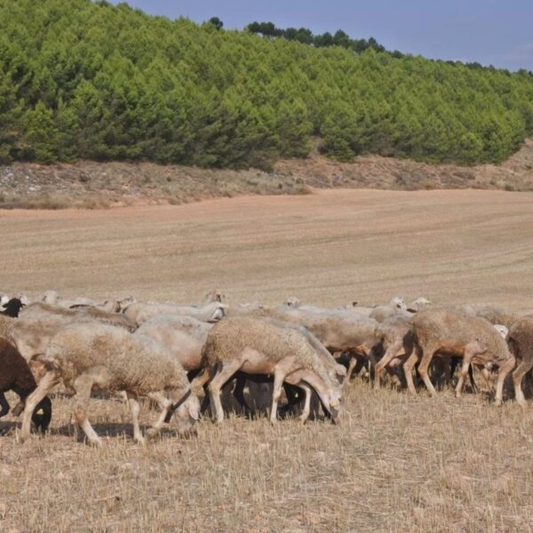 Medidas sanitarias en explotaciones de ovino y caprino frente a brotes de viruela, determinadas por C-LM