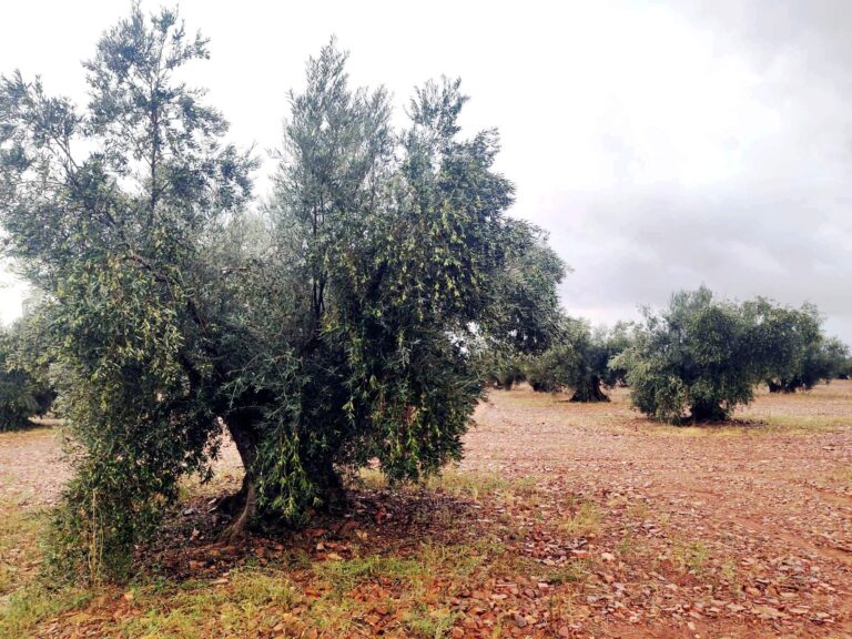 Villarrubia de los Ojos tendrá un servicio de Seguridad privada para reforzar a la Guardería rural, las 24 horas, durante la recolección de la aceituna