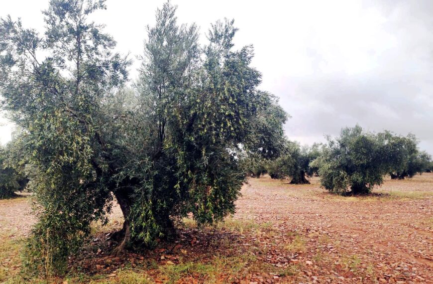 Villarrubia de los Ojos tendrá un servicio de Seguridad privada para reforzar a la Guardería rural, las 24 horas, durante la recolección de la aceituna