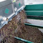 El Progreso de Villarrubia de los Ojos encara la recta final de la recogida de aceituna con cifras de récord histórico  