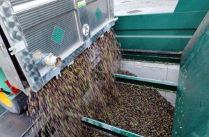 El Progreso de Villarrubia de los Ojos encara la recta final de la recogida de aceituna con cifras de récord histórico  