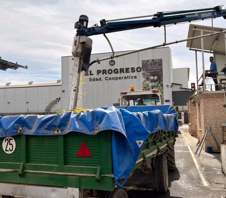 La cooperativa El Progreso de Villarrubia de los Ojos generaliza la vendimia, cuya cosecha está siendo más baja de lo esperado  