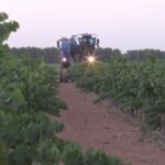 11 razones para escaparte a la Ruta del Vino de La Mancha en plena vendimia