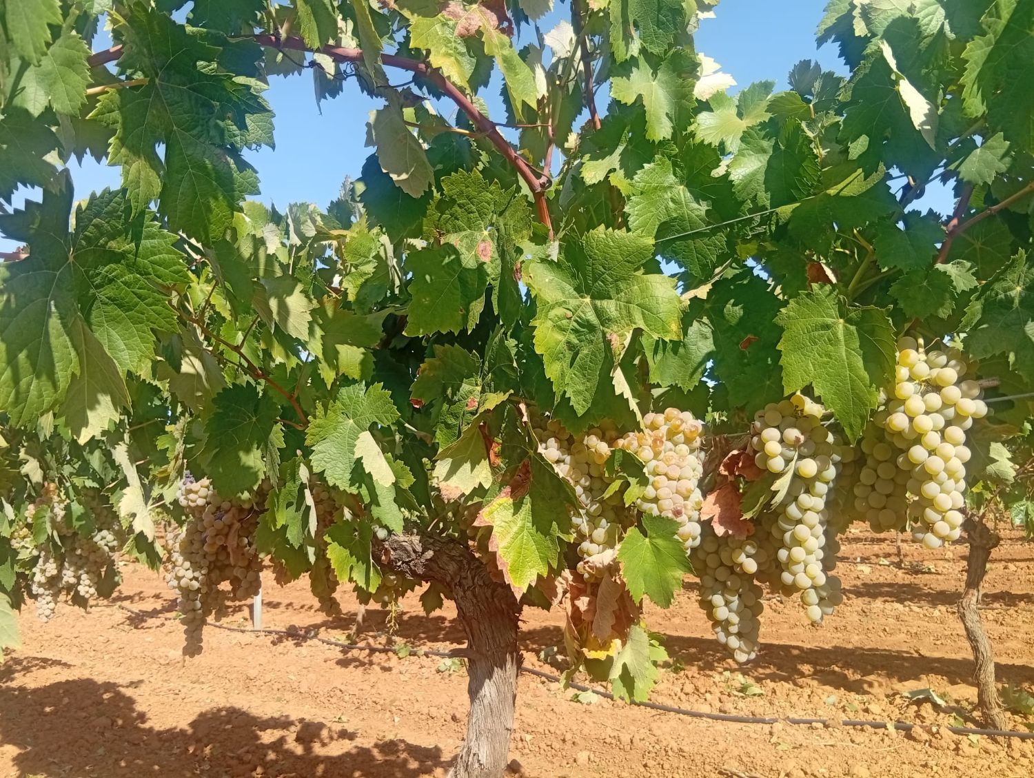 El Progreso generaliza su vendimia con la recogida de la variedad Airén y parará la próxima semana por las Fiestas